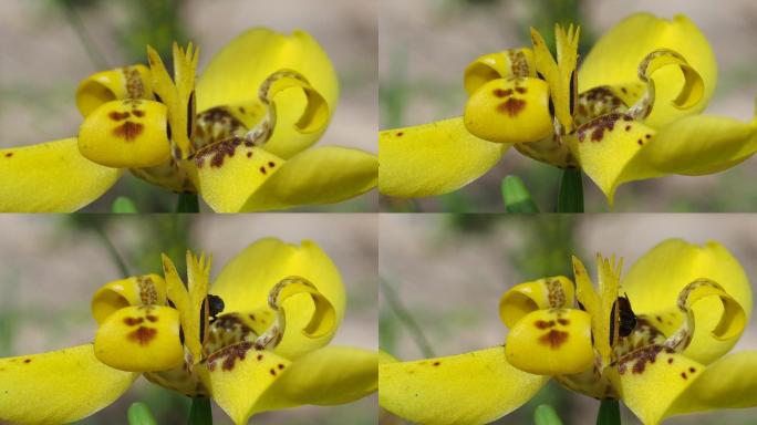 无刺蜜蜂在黄花上飞翔