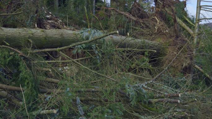 苏格兰森林地区的风暴破坏