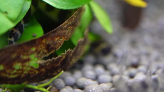 【镜头合集】水族蛇崽鱼蛇仔鱼泥鳅