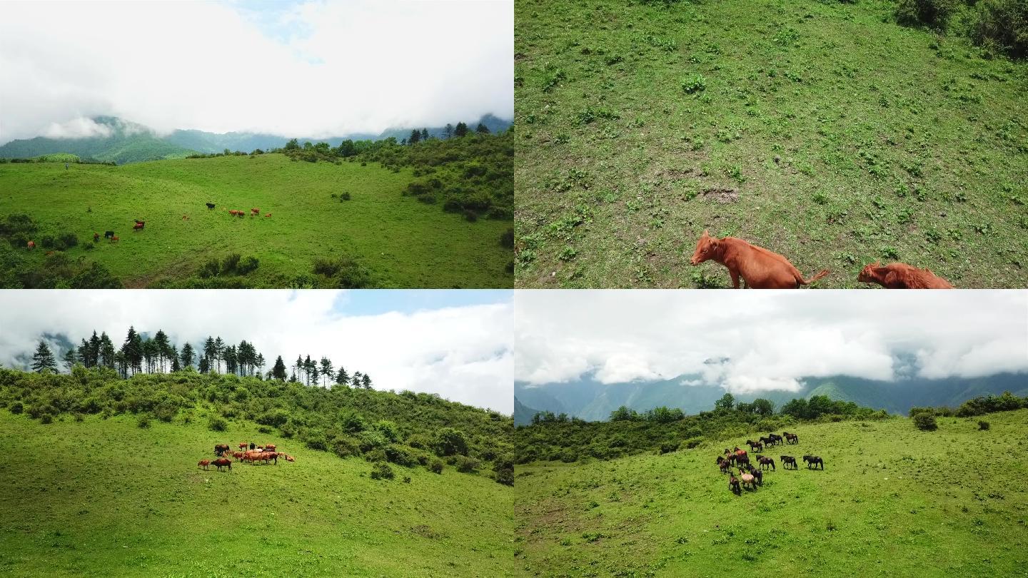 高山牧场牛马