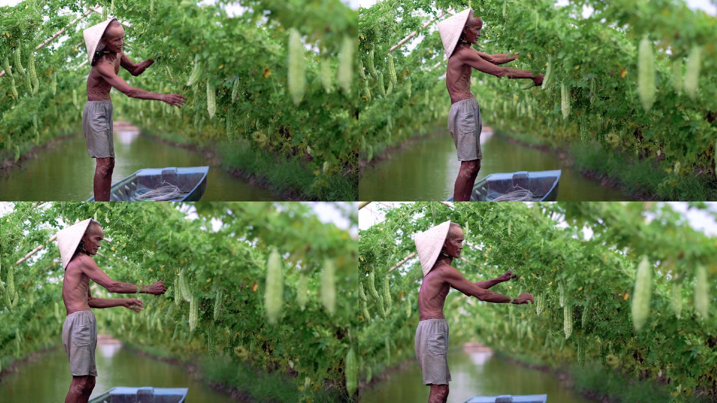 4k镜头：越南安江省安府，越南风格的苦瓜园，一位老农民站在湖面上的传统船上保持产量，蔬菜园和农场概念