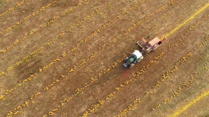 空中农夫收获南瓜三农健康健康食物农家菜地