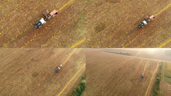 空中农夫收获南瓜三农健康健康食物农家菜地