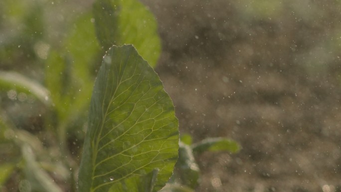 4K喷灌、特写、雨滴落在卷心菜绿叶上