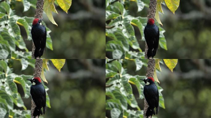 橡子啄木鸟，哥斯达黎加