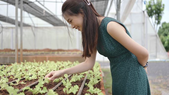 小企业主检查有机水培蔬菜园温室的质量