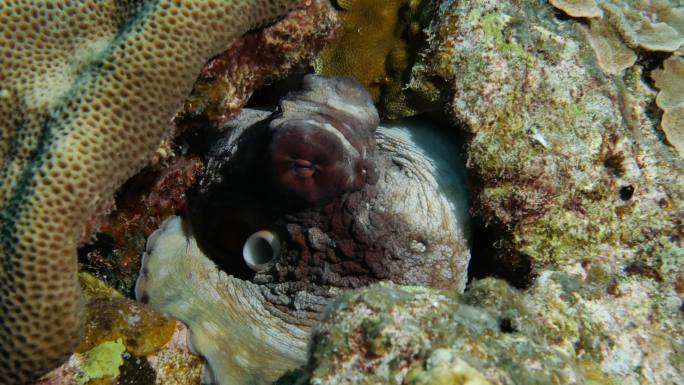 海底礁巨型章鱼特写图