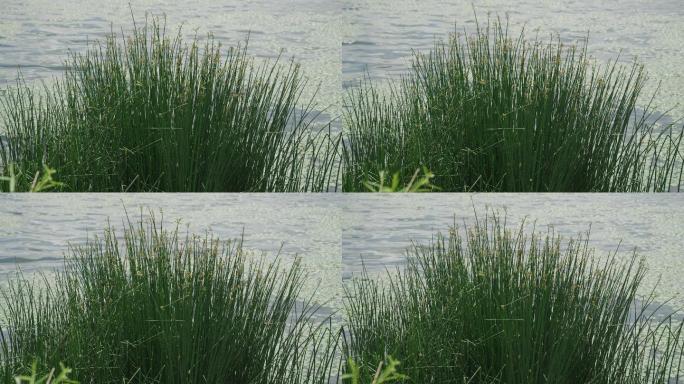 8k湖边水草