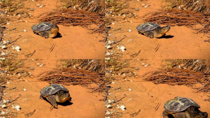 幼小的乌龟在粘土上啄食，环顾四周，然后走向摄像机