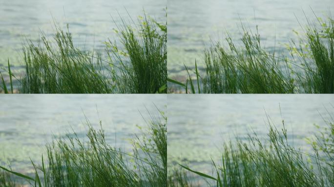 8k湖边水草