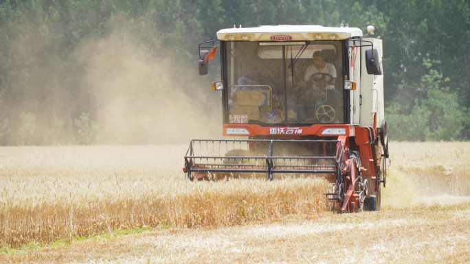 农业大丰收联合收割机收麦子