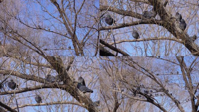 【镜头合集】紫竹院公园树上和平鸽信鸽