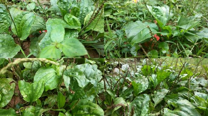 野生车前草草鞋根苦地胆鸡疴草鞋根铺地娘;