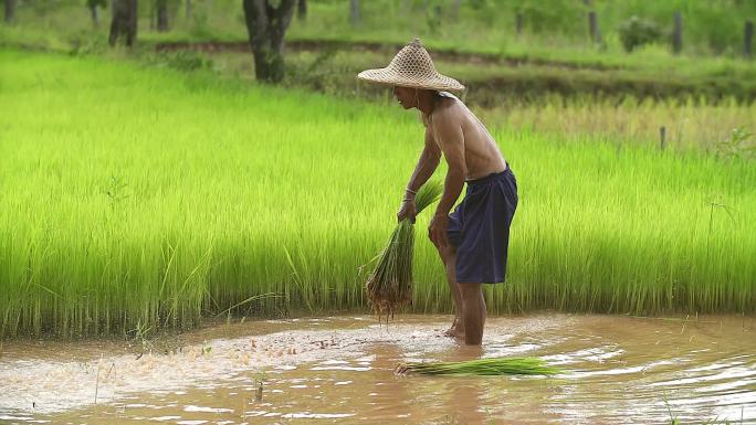 泰国，亚洲农民在稻田中移植水稻秧苗，农民在雨季种植水稻，亚洲农民在稻田中种植之前撤走秧苗并踢翻土壤。