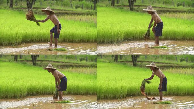 泰国，亚洲农民在稻田中移植水稻秧苗，农民在雨季种植水稻，亚洲农民在稻田中种植之前撤走秧苗并踢翻土壤。