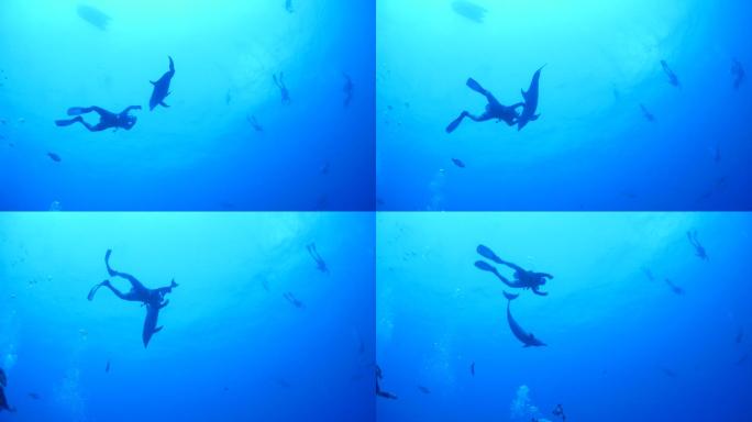潜水者与野生海豚玩耍