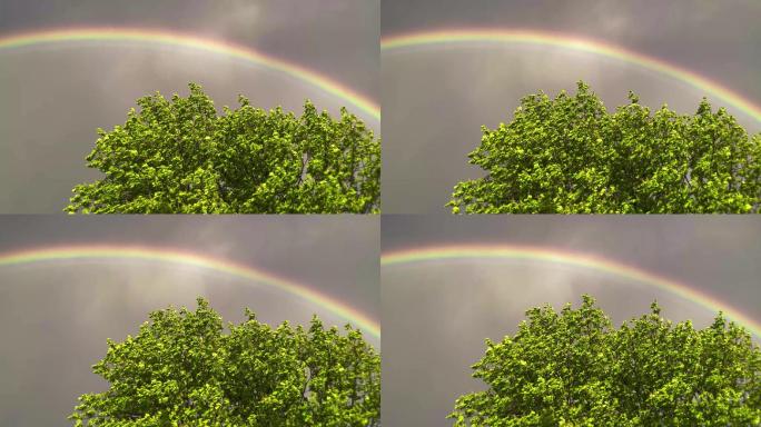 栗树上美丽的彩虹彩虹雨后彩虹