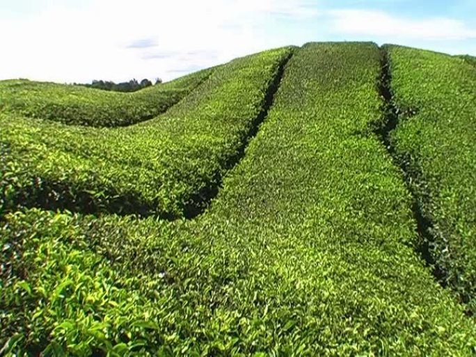绿茶田茶山茶山美景茶场