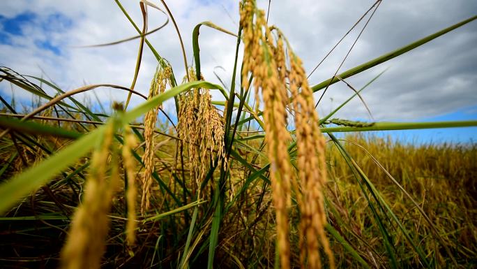 稻田稻子小麦亩产丰收秋季粮食产量农村新农