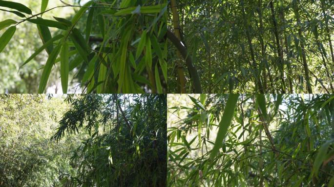 【镜头合集】竹子竹林竹叶绿叶绿竹君子竹