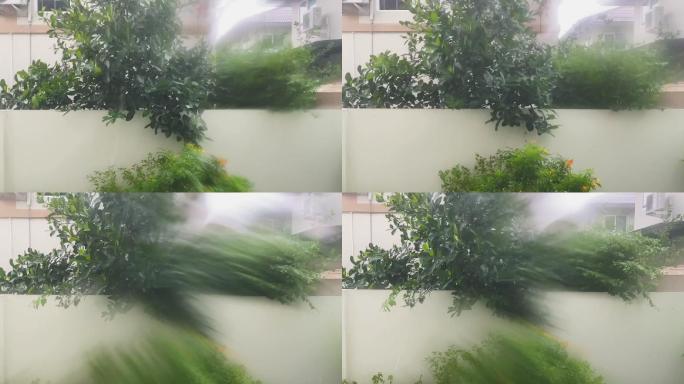 暴雨变成强风吹着树木。
