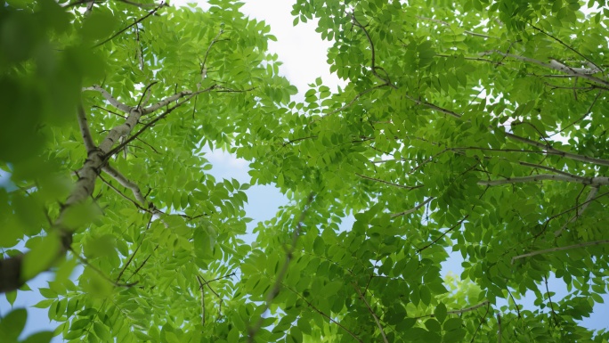 8k绿色植物树叶树木自然风光绿叶