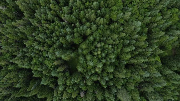 加拿大魁北克省夏季北方天然森林鸟瞰图