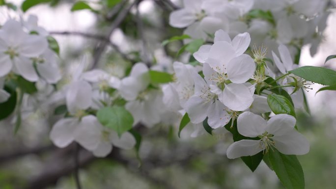 白色 海棠花 近景