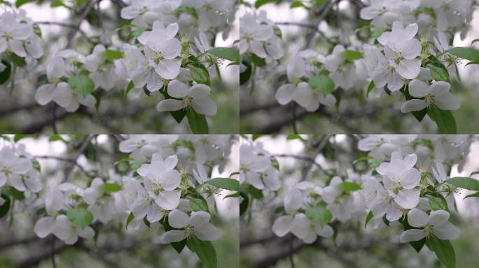 白色 海棠花 近景