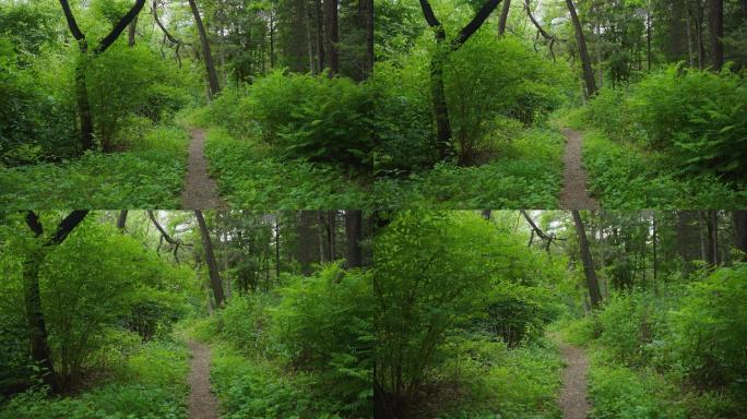 4k穿梭森林唯美清新绿树成荫山间小路树木