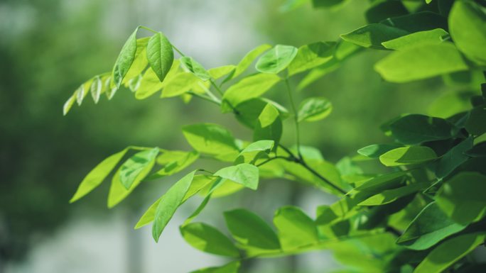 4k植物特写大自然美景唯美空境