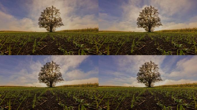 小麦田中央一棵孤零零的树上的云景