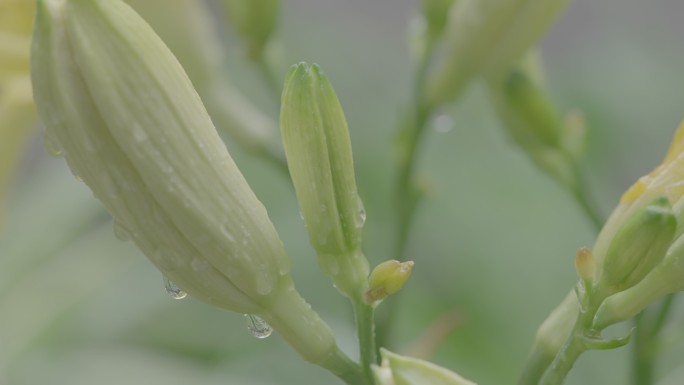 雨中的黄百合+未调色