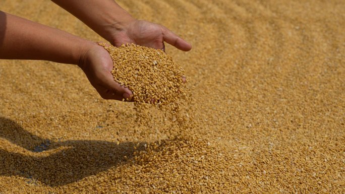 农民晒麦子，收粮食，捧起小麦