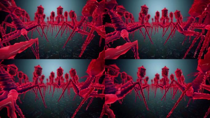 t4噬菌体病毒演示模型