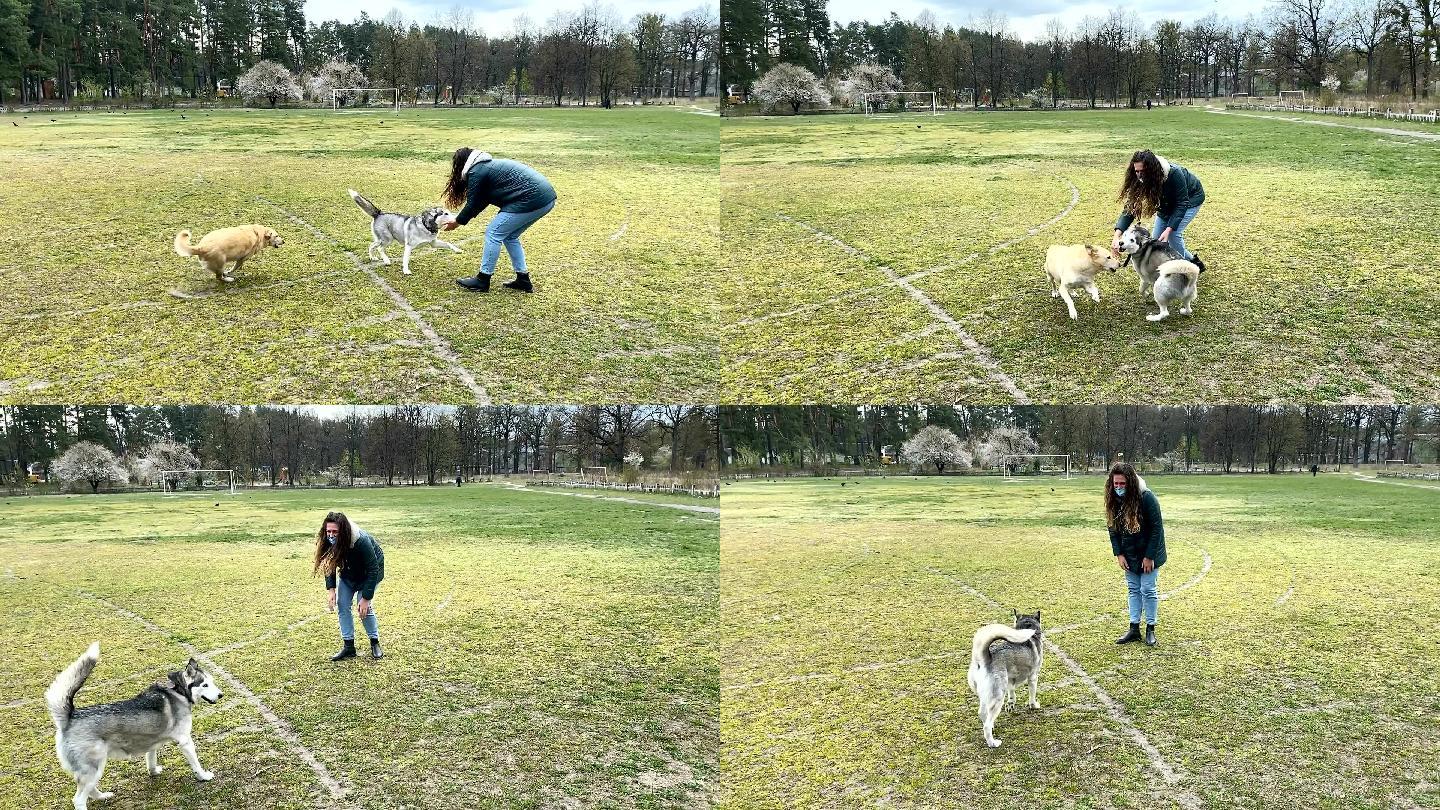 西伯利亚哈士奇犬的主人在散步时与宠物玩耍。