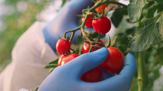 SLO MO戴着手套在温室里摘成熟的西红柿
