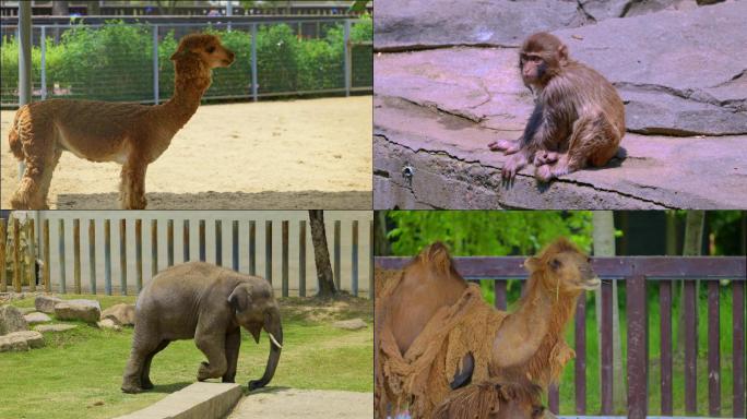 动物园黑熊 羊驼 猴子 大象 斑马 骆驼