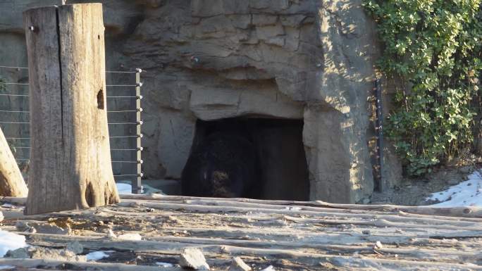 【镜头合集】棕熊黑熊狗熊野生动物保护