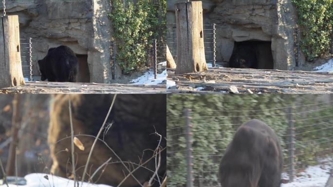 【镜头合集】棕熊黑熊狗熊野生动物保护