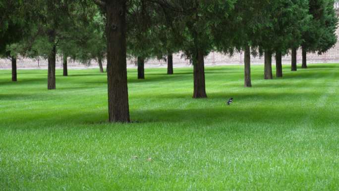 林间草坪上的喜鹊