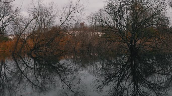 光秃秃的树木倒映在森林里的湖面上