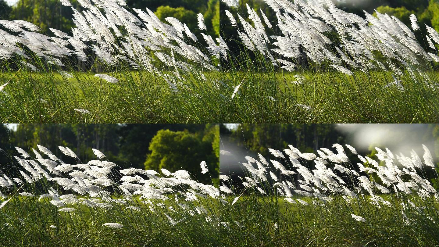 风吹草花慢动于美丽。