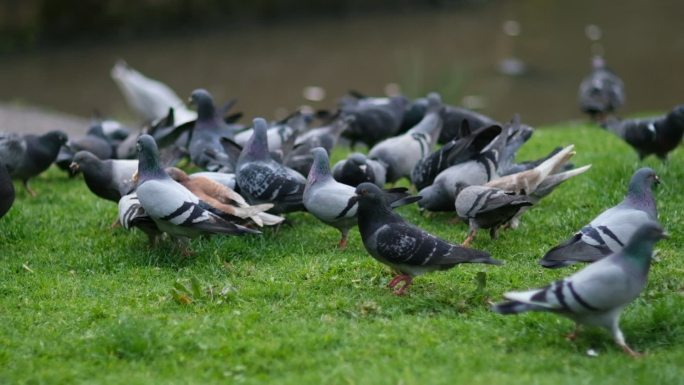 草地上的鸽子慢动作