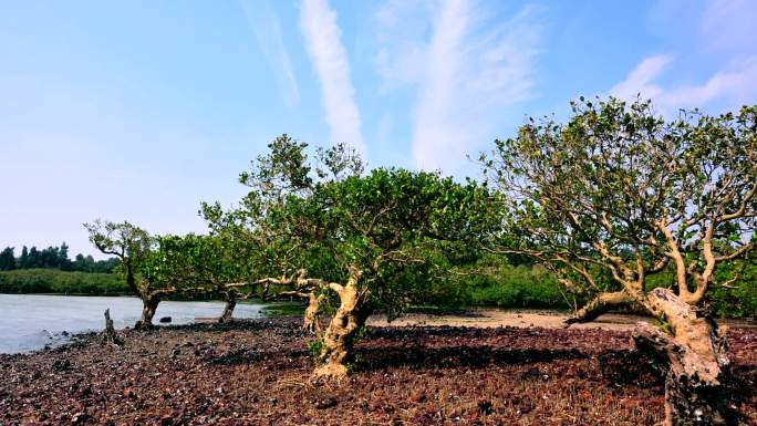 红树林钻孔景色风景风光美景绿植植被绿色树