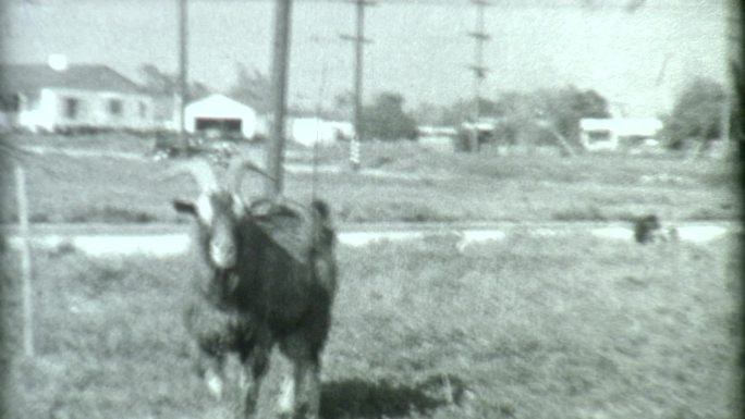 1930年代洛杉矶的山羊