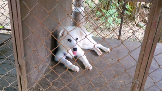 笼子里的伤心狗白色狗狗