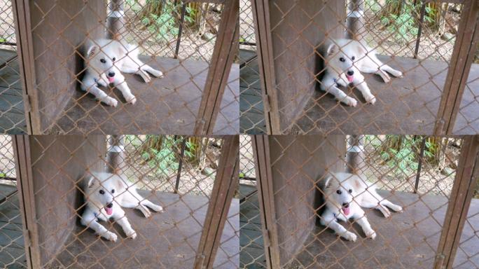 笼子里的伤心狗白色狗狗