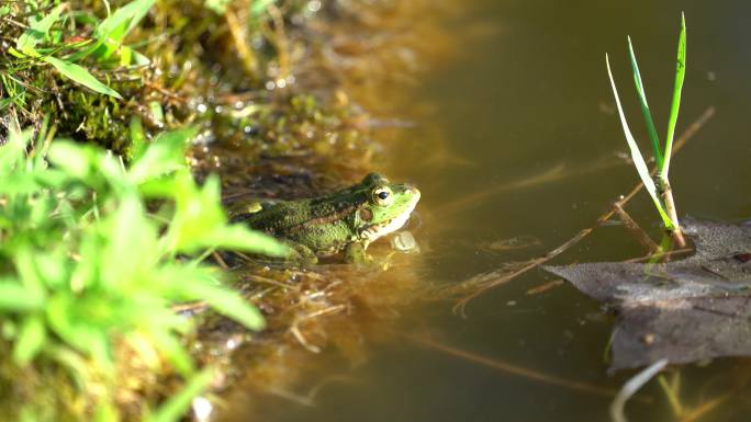青蛙-河流-自然-野生动物