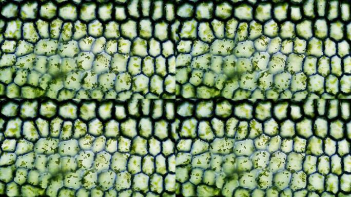 显微镜下的植物细胞，延时